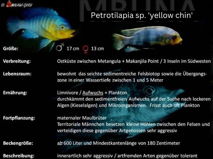 'yellow chin' - Steckbrief Petrotilapia sp. 'yellow chin'